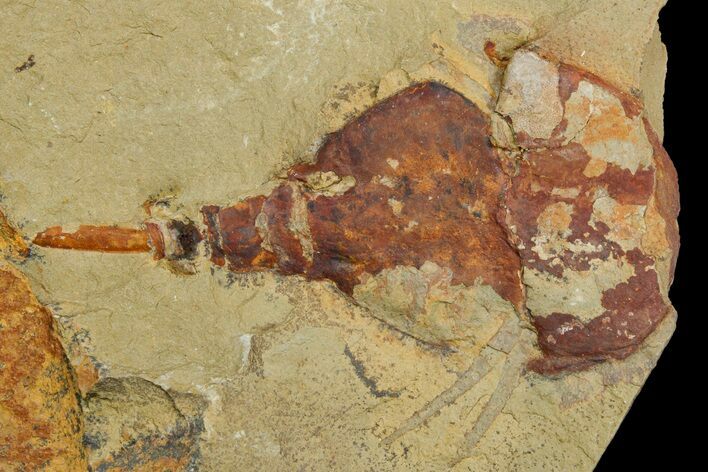 Xiphosurida Arthropod (Pos/Neg) - Horseshoe Crab Ancestor #179408